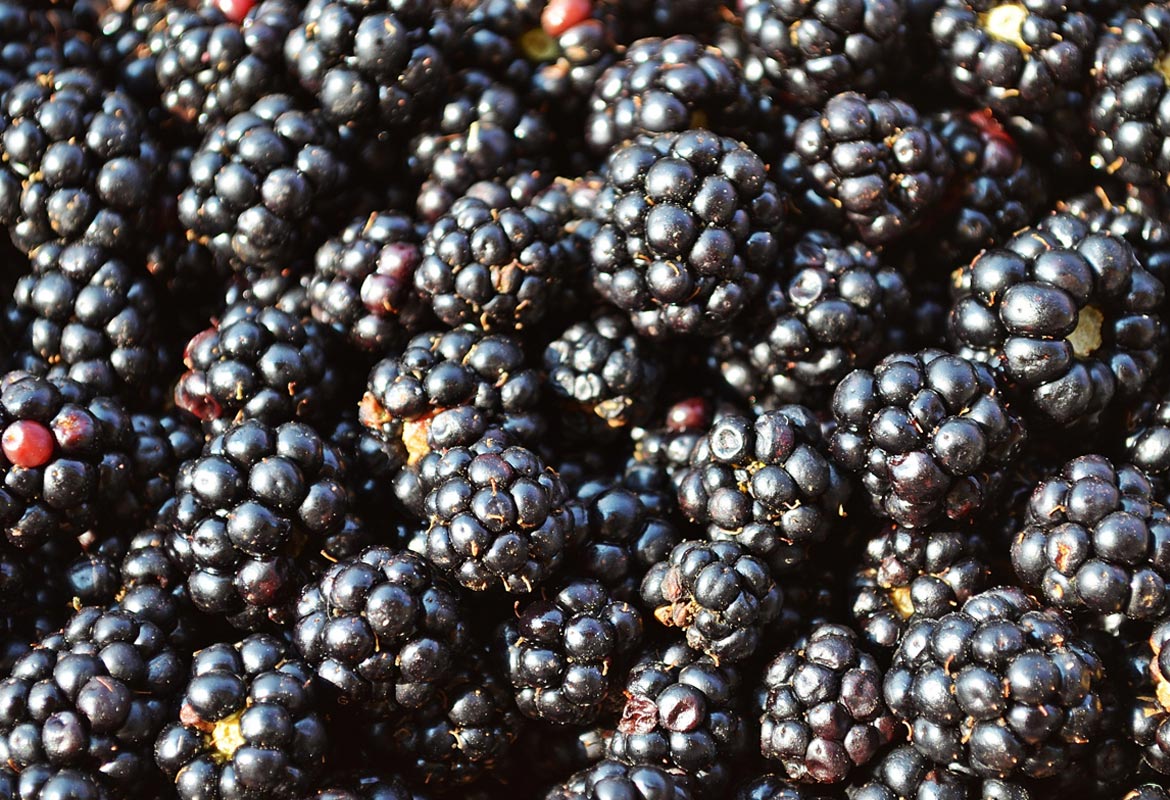 Blackberries