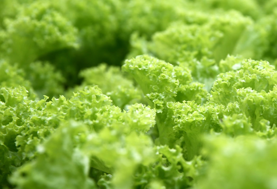 Lettuce